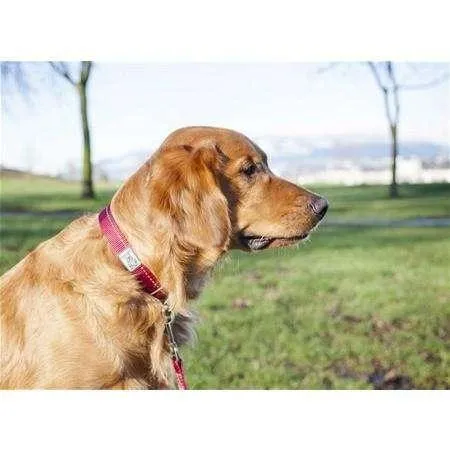 RC Adjustable Dog Collar Primary Red